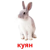 куян picture flashcards