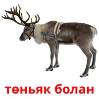 төньяк болан picture flashcards