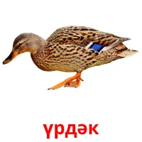 үрдәк карточки энциклопедических знаний