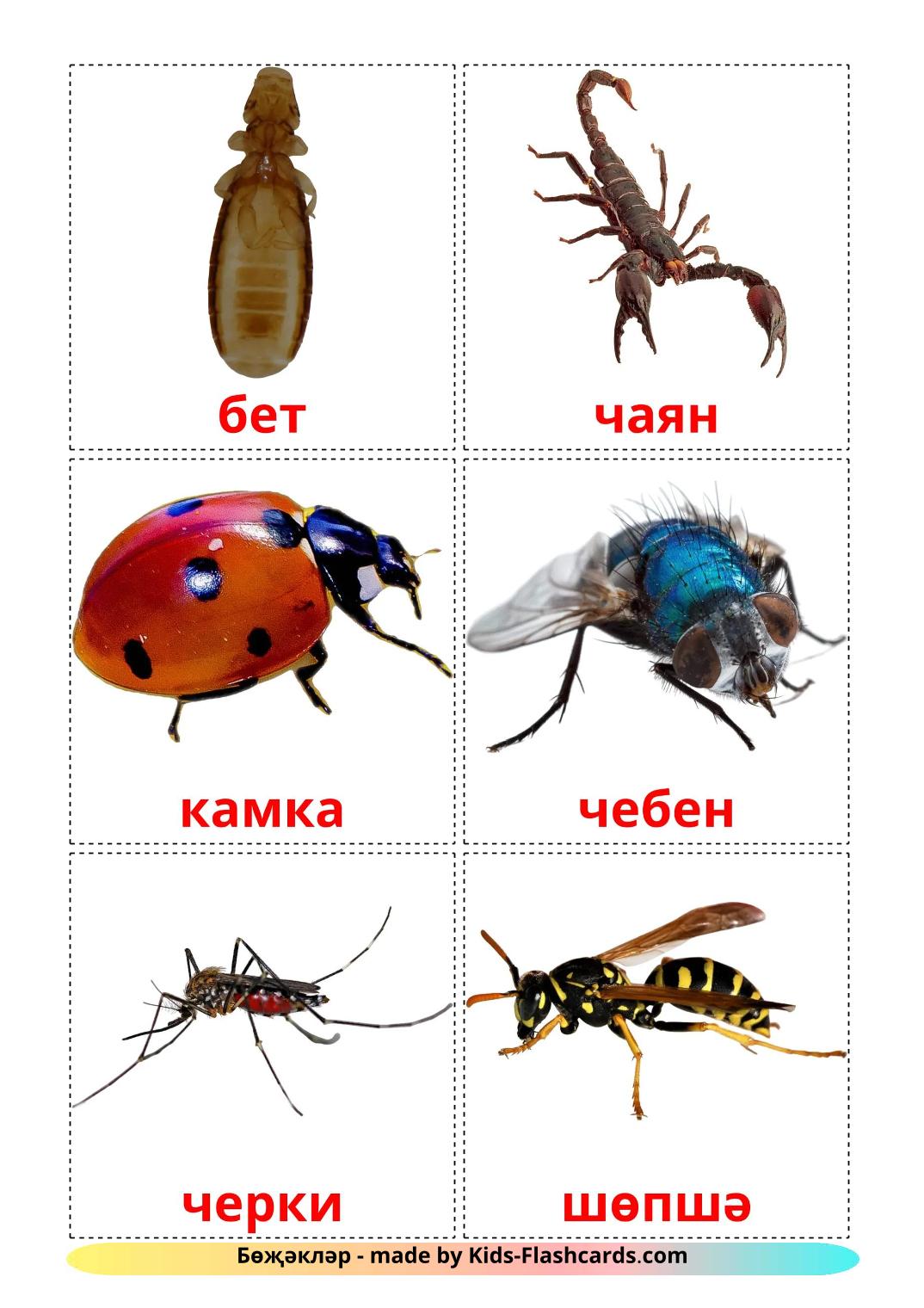 Insects - 24 Free Printable tatar Flashcards 