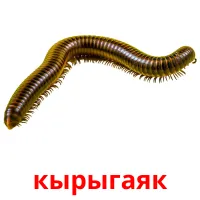 кырыгаяк picture flashcards