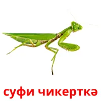 суфи чикерткә picture flashcards