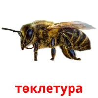 төклетура picture flashcards