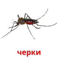 черки picture flashcards