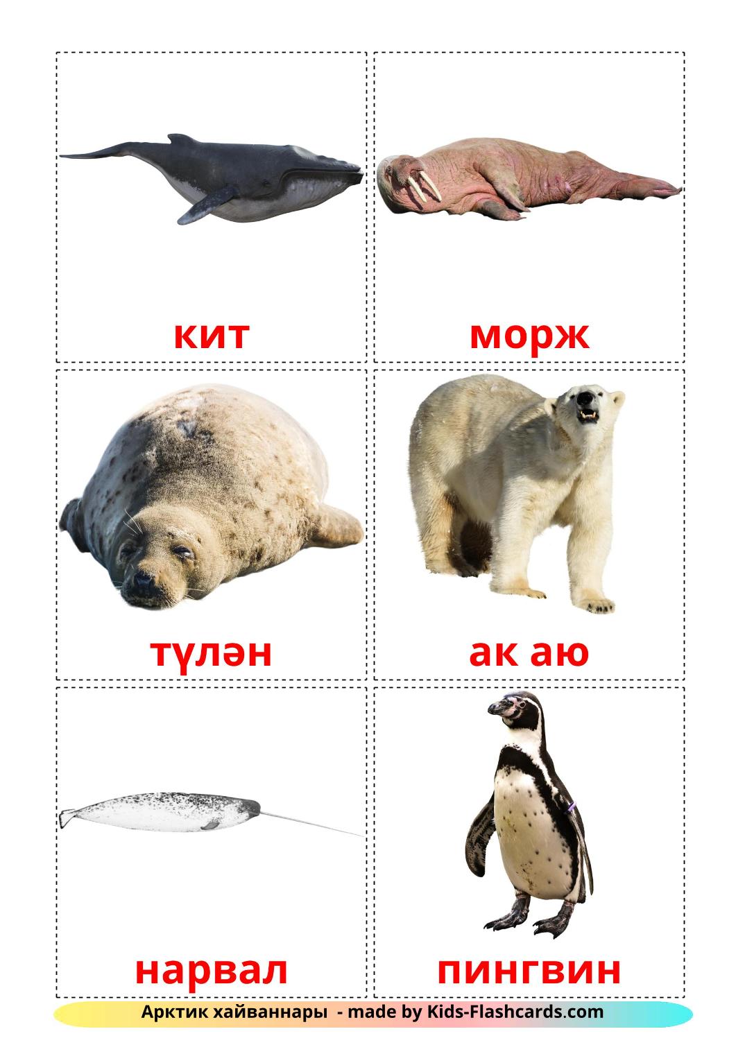 Les Animaux de l'Arctique - 14 Flashcards tatar imprimables gratuitement