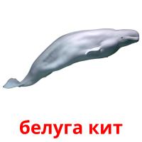 белуга кит flashcards illustrate
