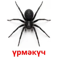 үрмәкүч picture flashcards