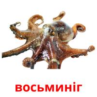 восьминіг picture flashcards
