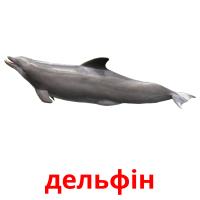 дельфін card for translate