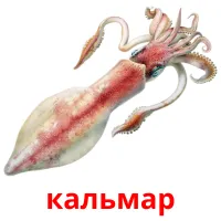 кальмар карточки энциклопедических знаний