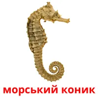 морський коник карточки энциклопедических знаний