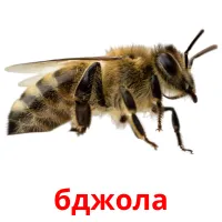 бджола picture flashcards