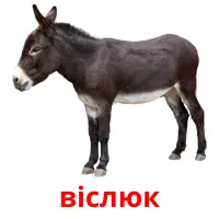 вiслюк picture flashcards