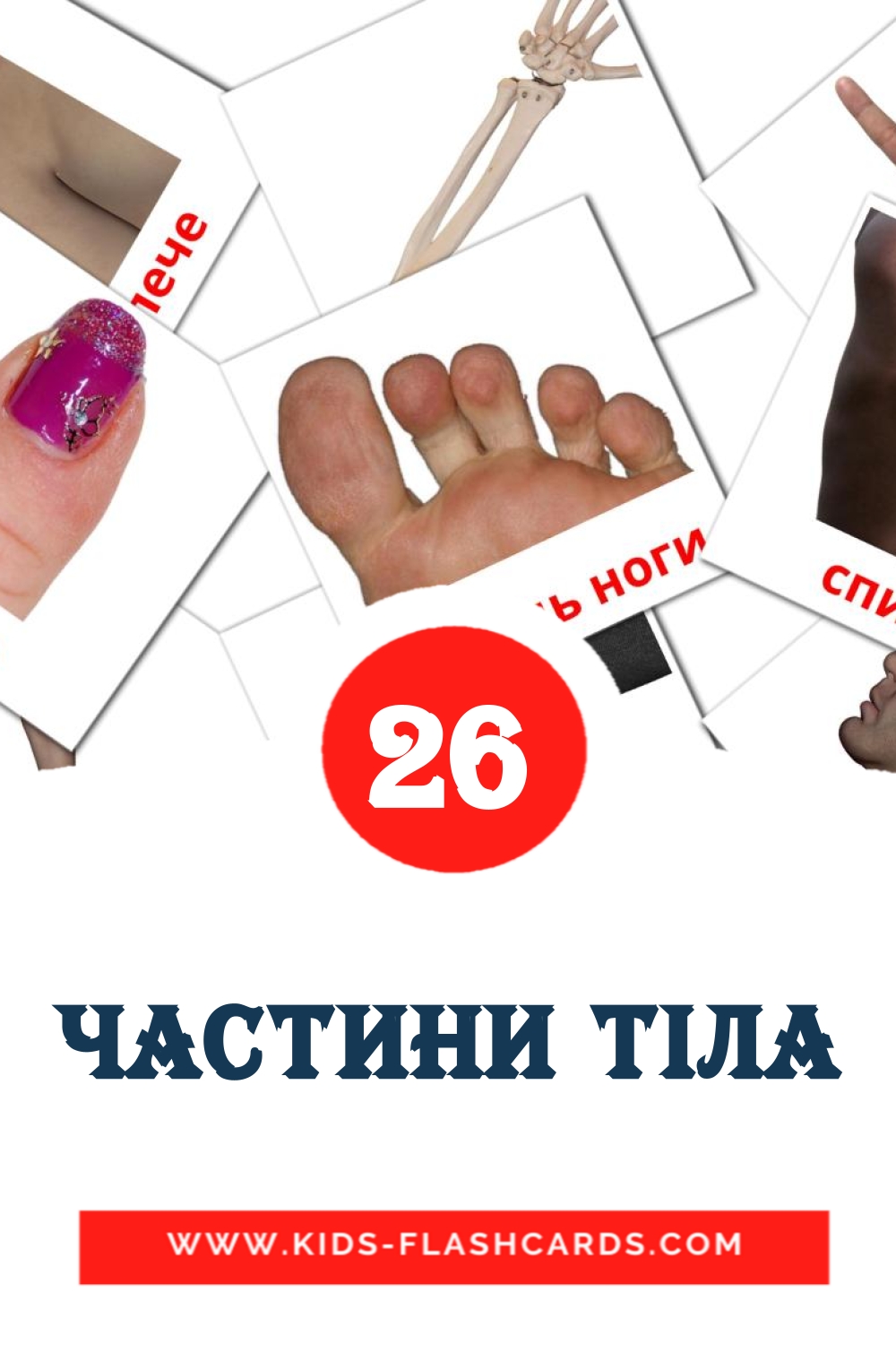 26 cartes illustrées de Частини тіла pour la maternelle en ukrainien