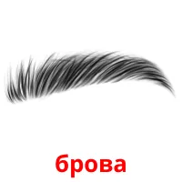 брова picture flashcards