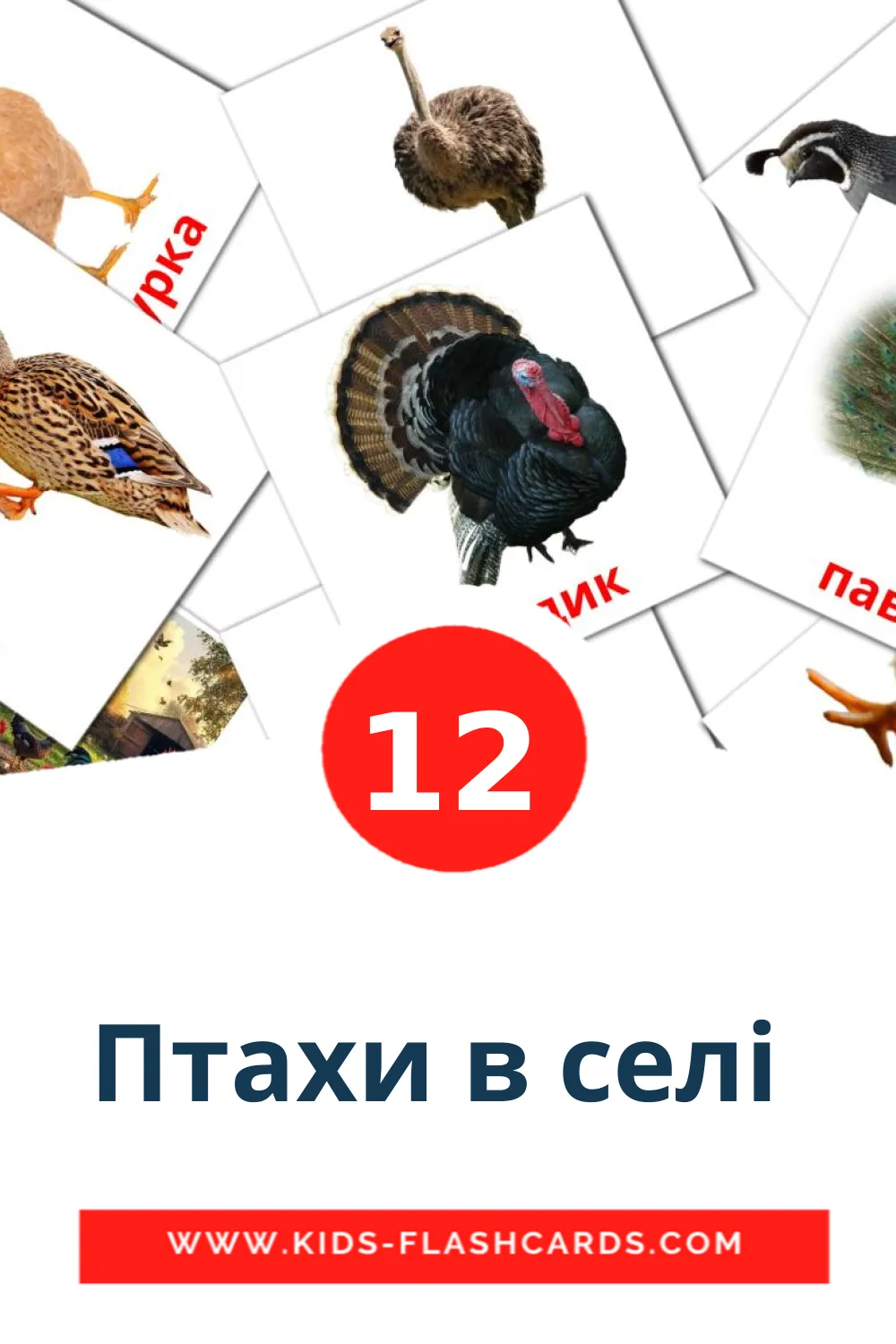 12 cartes illustrées de Птахи в селі  pour la maternelle en ukrainian