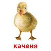каченя picture flashcards