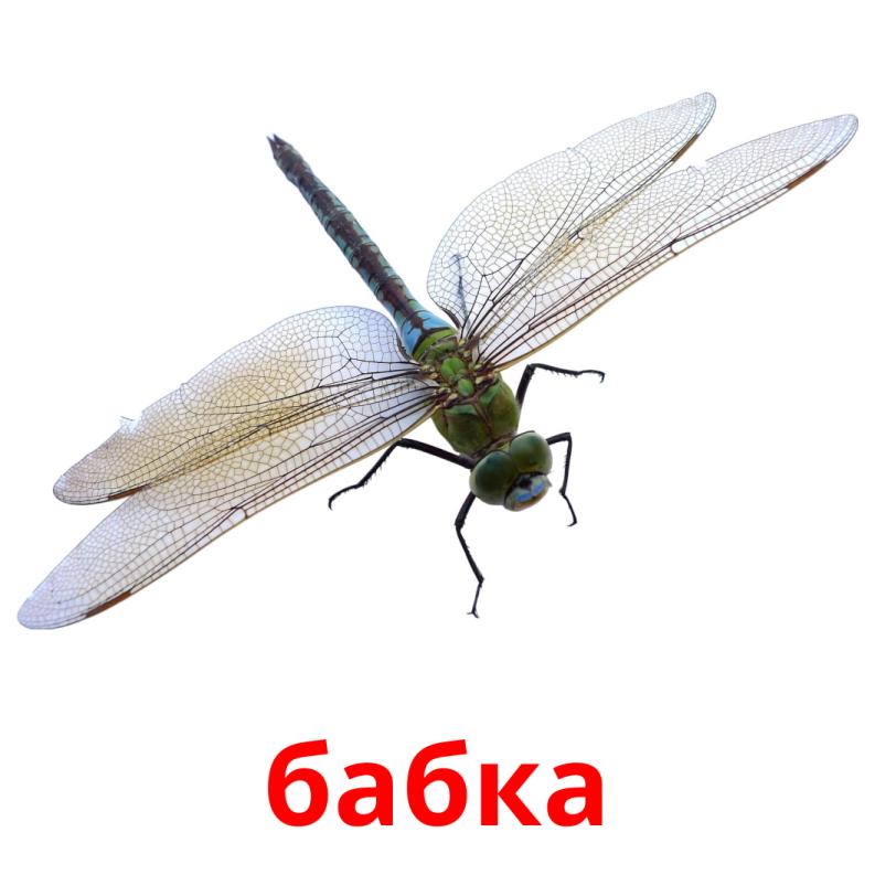 бабка picture flashcards