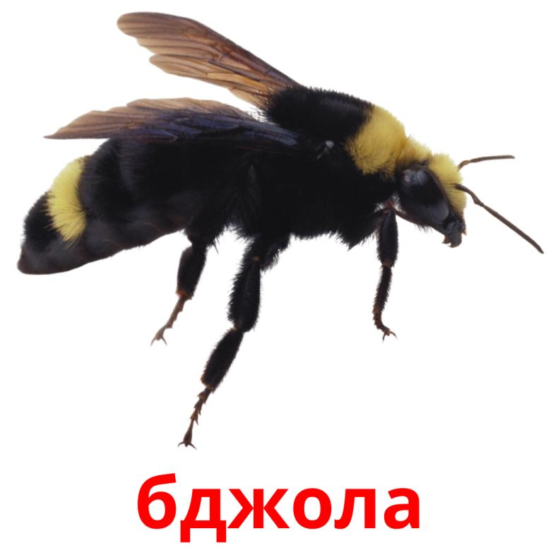 бджола picture flashcards