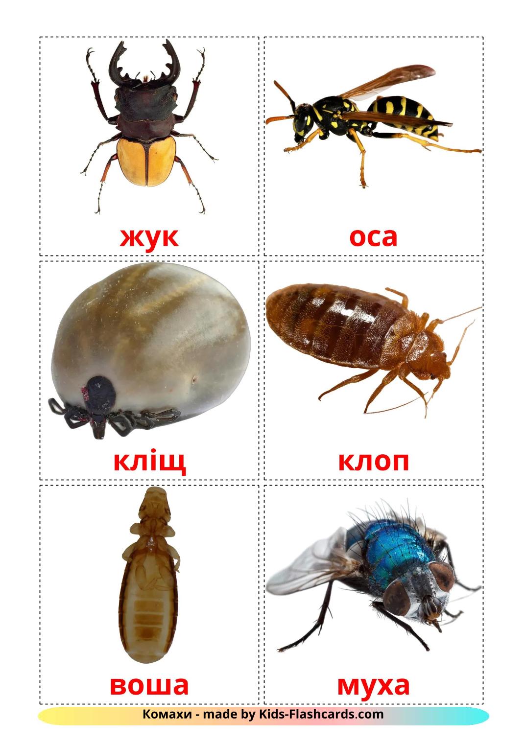 Insecten - 24 gratis printbare oekraïense kaarten