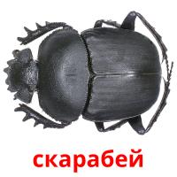 скарабей picture flashcards