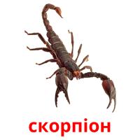 скорпіон picture flashcards