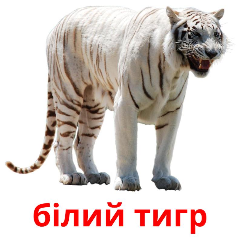 білий тигр picture flashcards