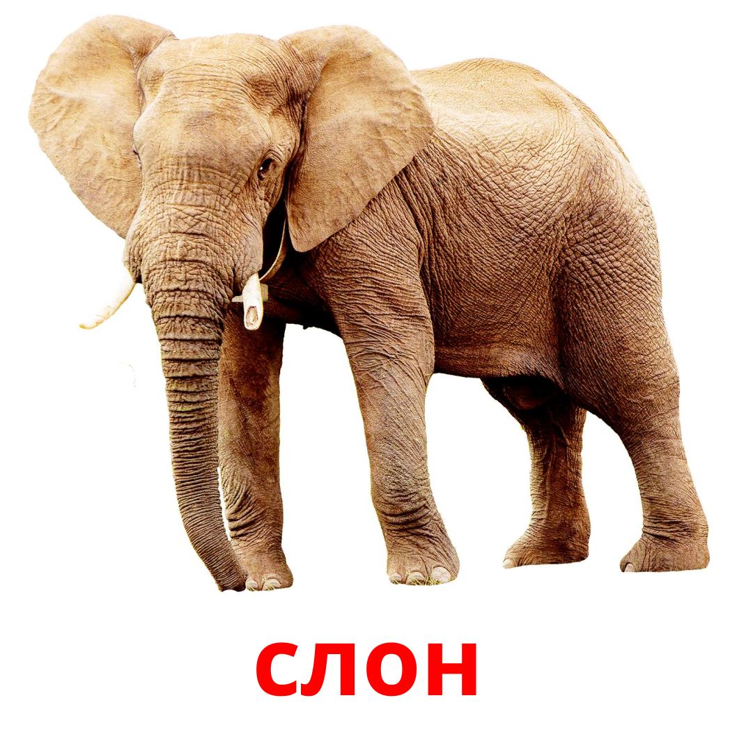 21 Free Jungle animals Flashcards in ukrainian (PDF files)