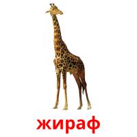 жираф flashcards illustrate