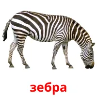 зебра picture flashcards