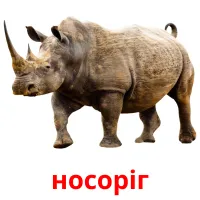 носоріг picture flashcards