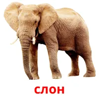 слон picture flashcards