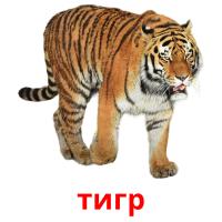 тигр Tarjetas didacticas