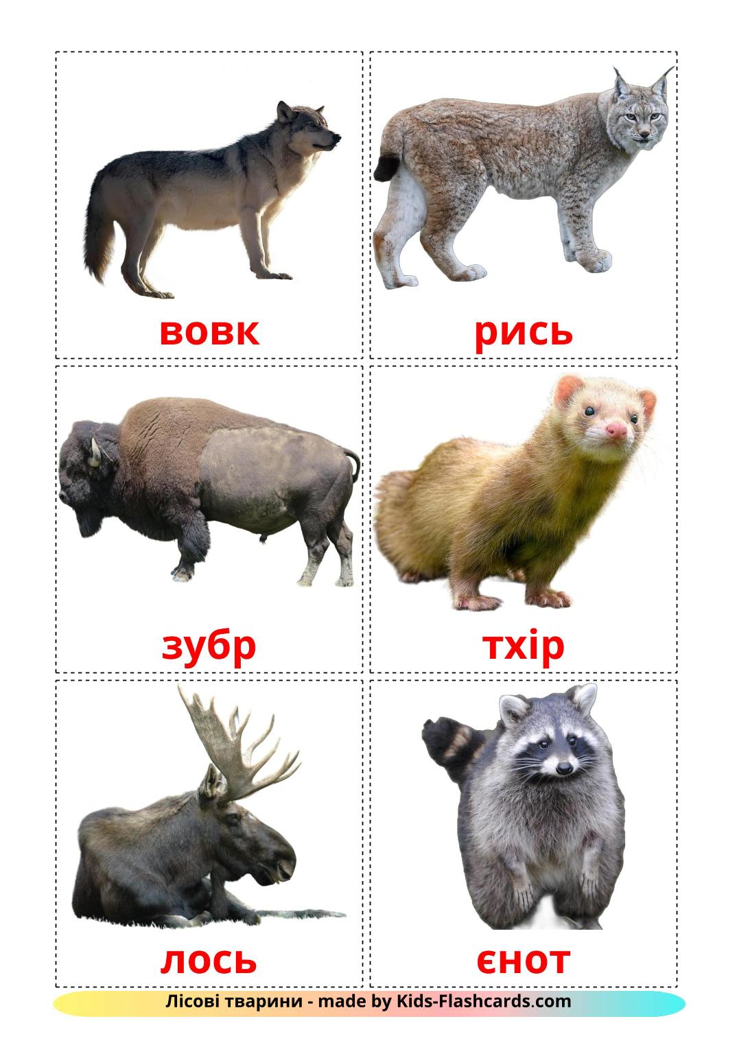 Forest animals - 22 Free Printable ukrainian Flashcards 