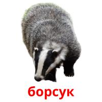борсук picture flashcards