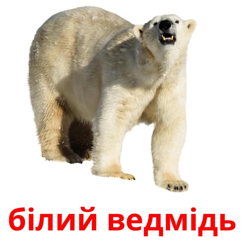 білий ведмідь picture flashcards