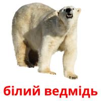 білий ведмідь flashcards illustrate