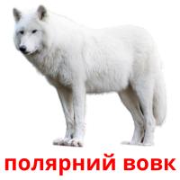 полярний вовк flashcards illustrate