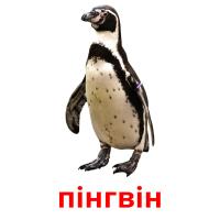пінгвін flashcards illustrate