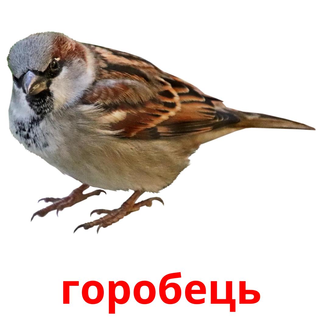 17 бесплатных карточек Дикие птицы для детей на украинском (PDF файлы)
