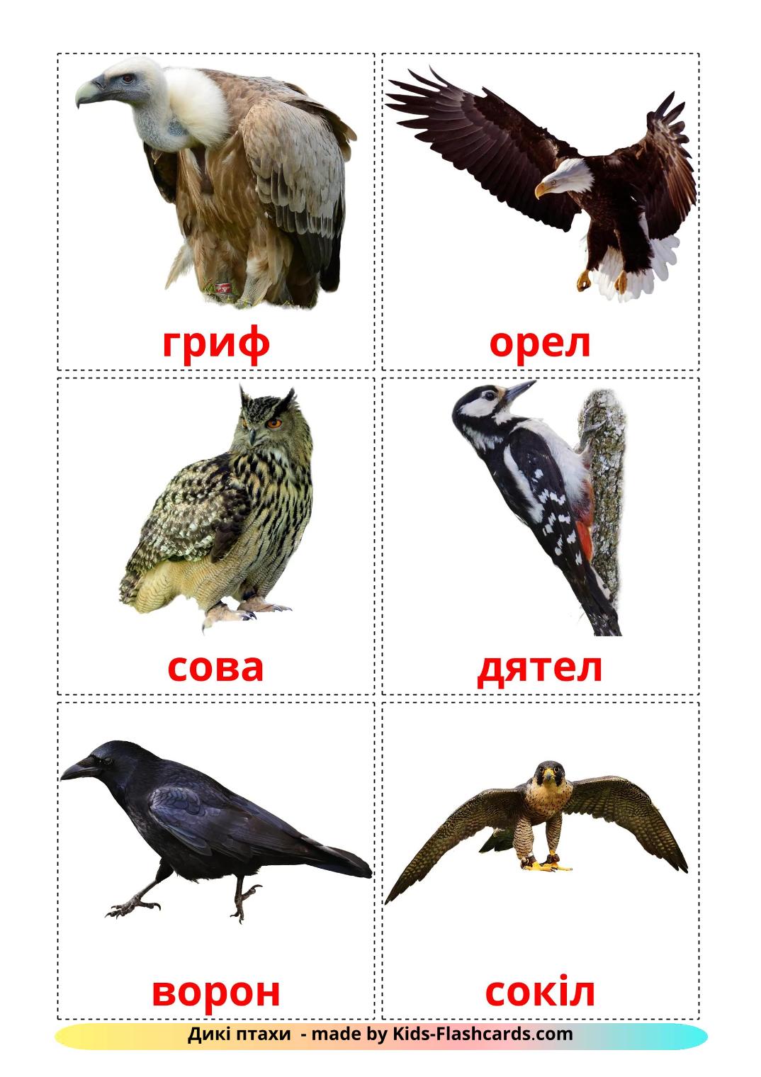 Wild birds - 19 Free Printable ukrainian Flashcards 