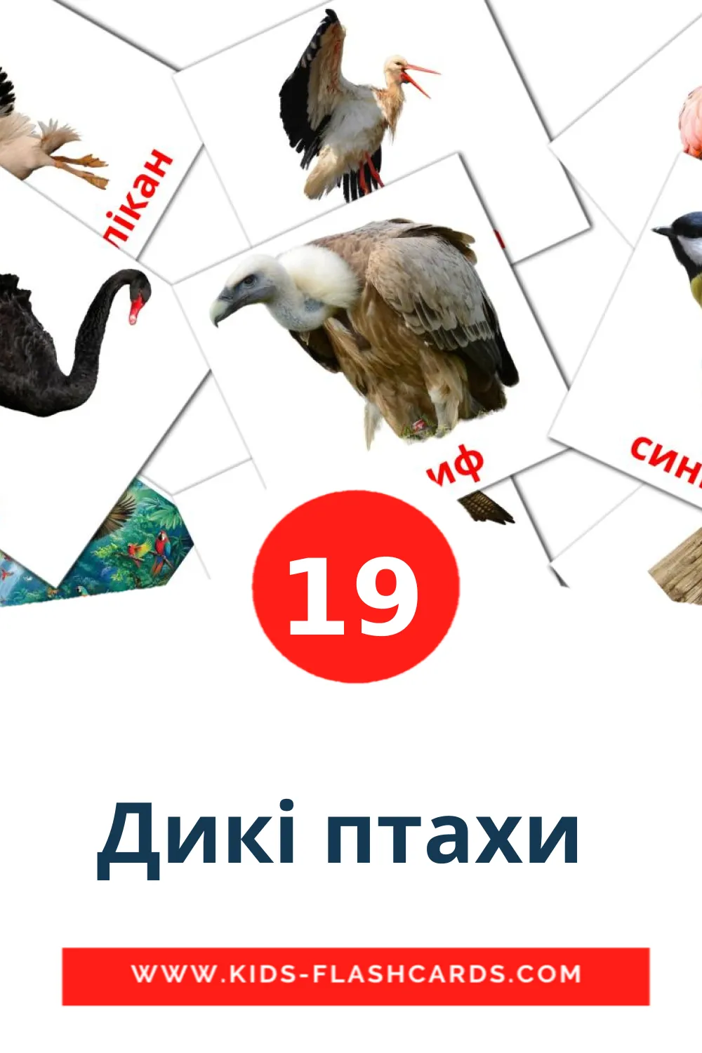 19 Дикі птахи  Picture Cards for Kindergarden in ukrainian