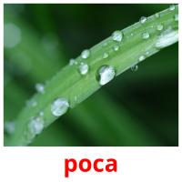 роса picture flashcards