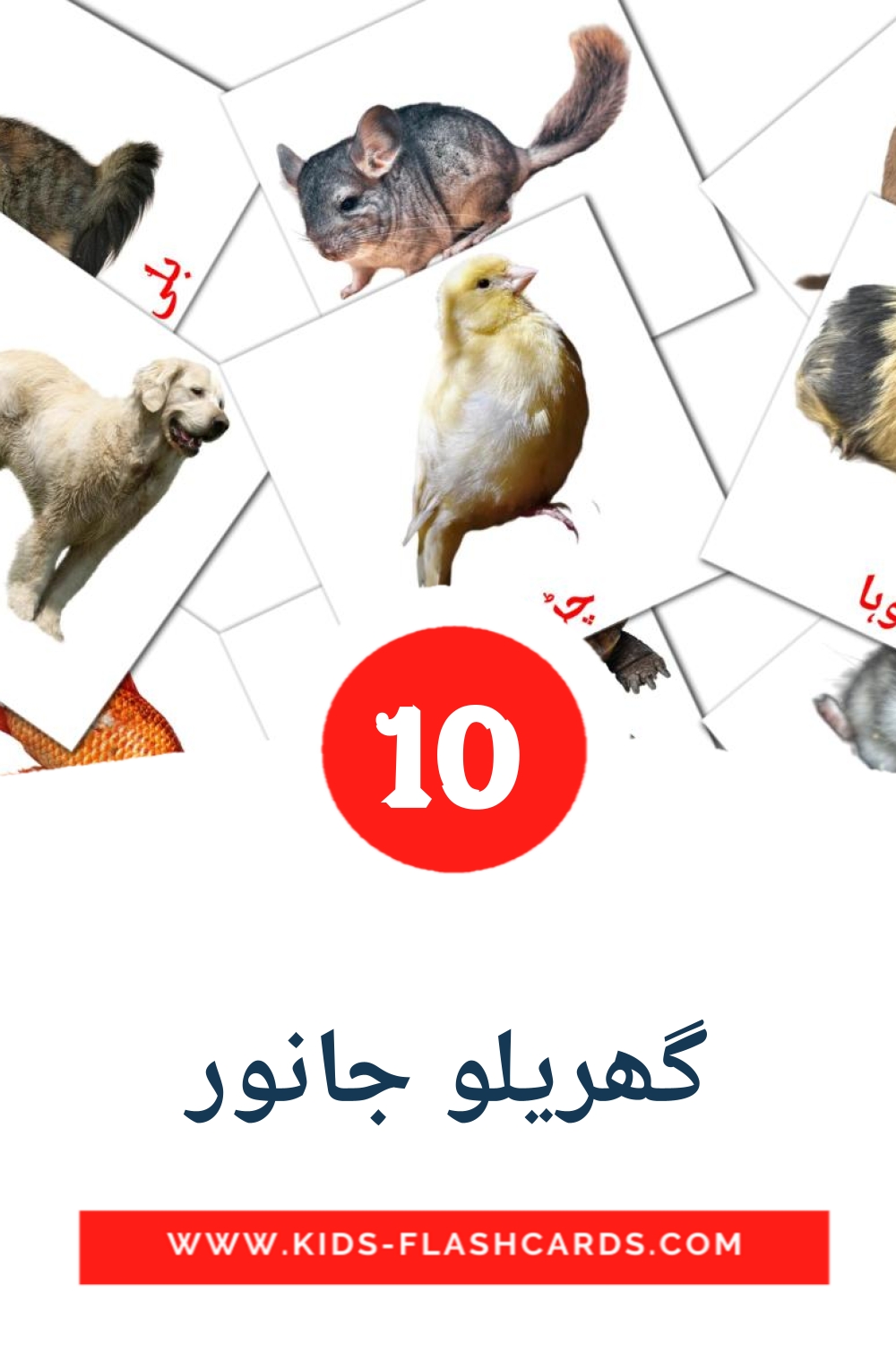 10 گھریلو جانور Picture Cards for Kindergarden in urdu