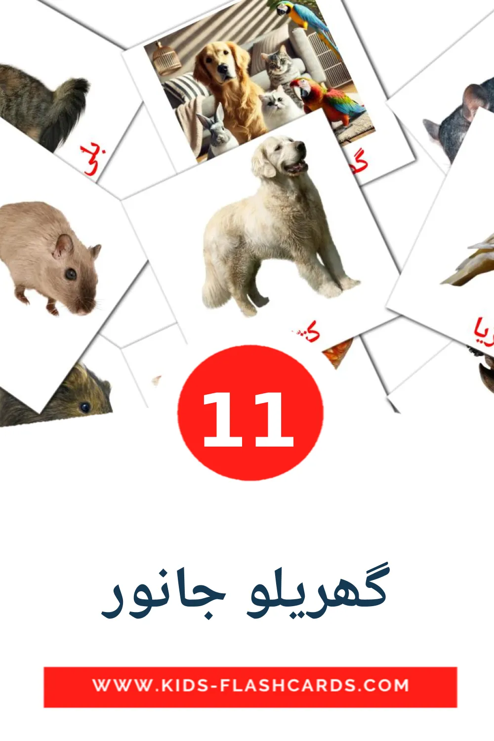 11 cartes illustrées de گھریلو جانور pour la maternelle en ourdou