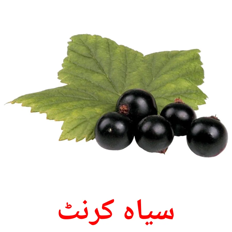 11 FREE Berries Flashcards PDF Urdu Words