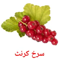 سرخ کرنٹ picture flashcards