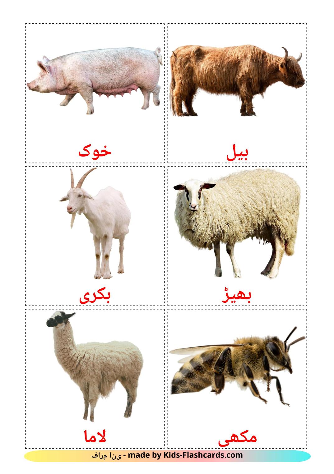 Farm animals - 15 Free Printable urdu Flashcards 