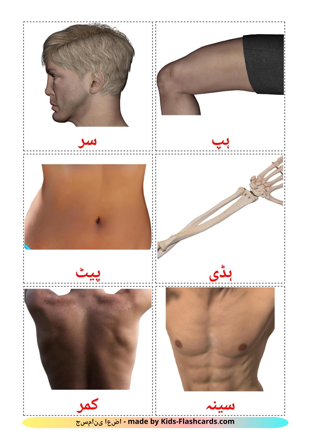 Body Parts - 26 Free Printable urdu Flashcards 