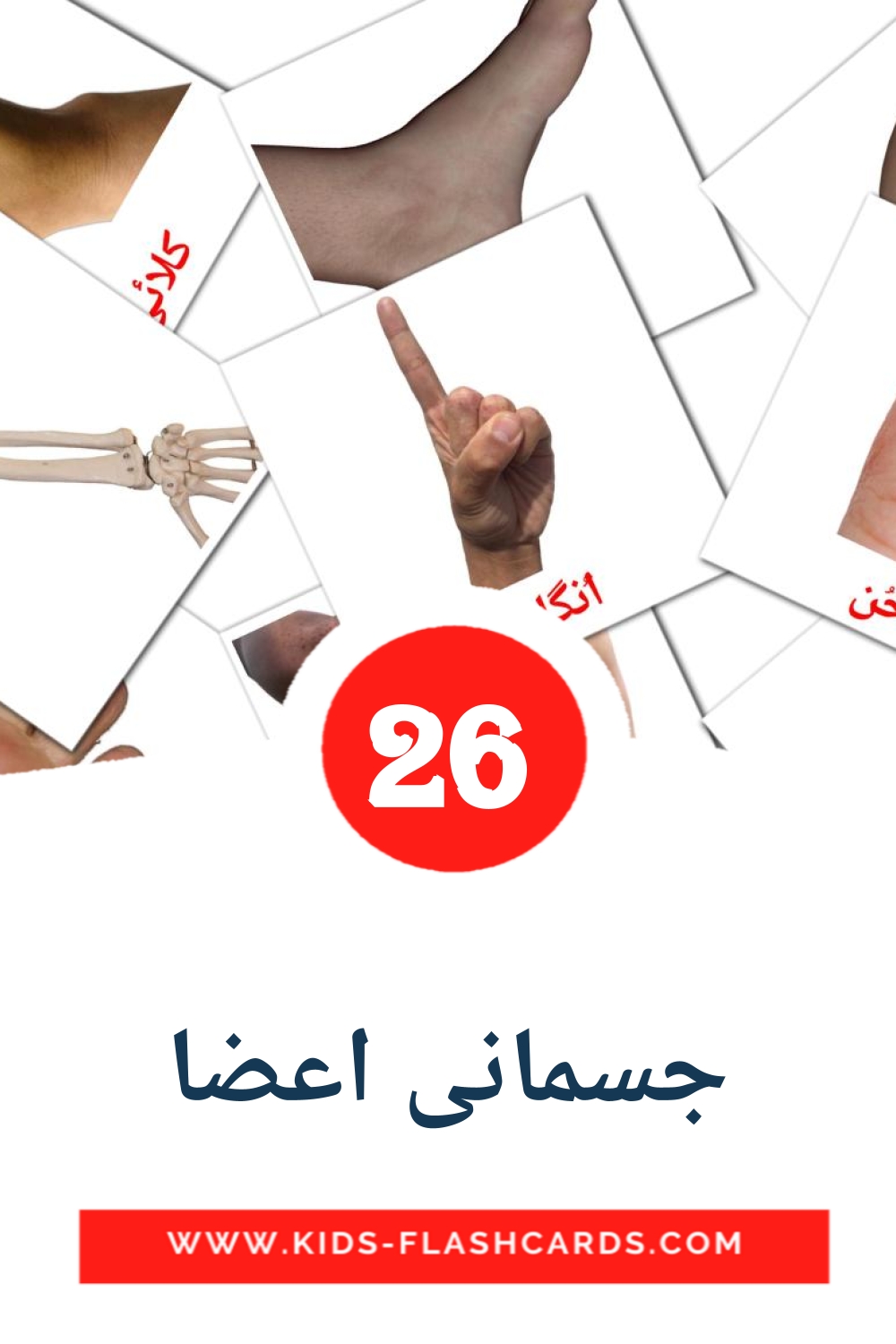 26 tarjetas didacticas de جسمانی اعضا para el jardín de infancia en urdu